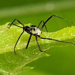 Unidentified Spider (Araneae) at Nambucca Heads, NSW - 27 Nov 2022 by trevorpreston