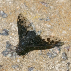 Anthrax maculatus at Ainslie, ACT - 25 Nov 2022