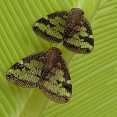 Unidentified Leafhopper or planthopper (Hemiptera, several families) at Nambucca Heads, NSW - 27 Nov 2022 by trevorpreston