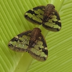 Scolypopa australis at Nambucca Heads, NSW - 27 Nov 2022