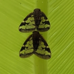 Scolypopa australis at Nambucca Heads, NSW - 27 Nov 2022