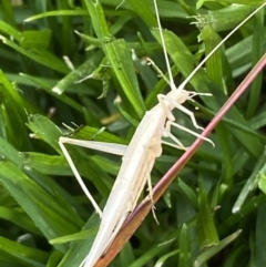 Unidentified Grasshopper, Cricket or Katydid (Orthoptera) at QPRC LGA - 27 Nov 2022 by Steve_Bok