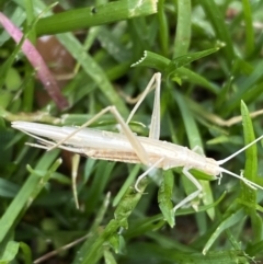 Zaprochilus australis at QPRC LGA - 27 Nov 2022