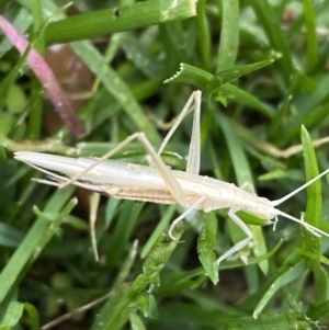 Zaprochilus australis at QPRC LGA - 27 Nov 2022