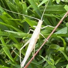 Zaprochilus australis at QPRC LGA - 27 Nov 2022