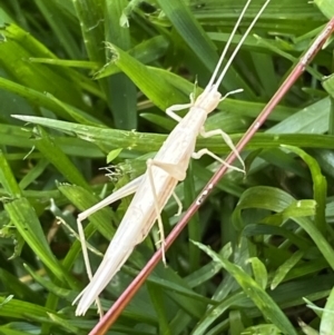 Zaprochilus australis at QPRC LGA - 27 Nov 2022