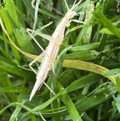 Zaprochilus australis at QPRC LGA - 27 Nov 2022