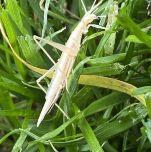 Zaprochilus australis at QPRC LGA - suppressed