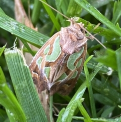 Cosmodes elegans (Green Blotched Moth) at Jerrabomberra, NSW - 27 Nov 2022 by SteveBorkowskis
