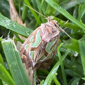 Cosmodes elegans at Jerrabomberra, NSW - suppressed