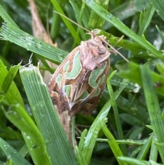 Cosmodes elegans at Jerrabomberra, NSW - suppressed