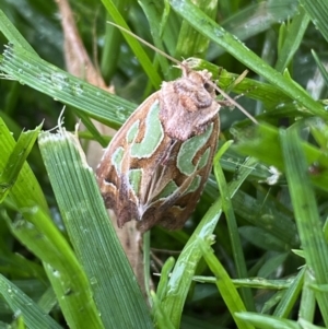 Cosmodes elegans at Jerrabomberra, NSW - suppressed