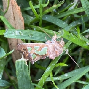 Cosmodes elegans at Jerrabomberra, NSW - suppressed