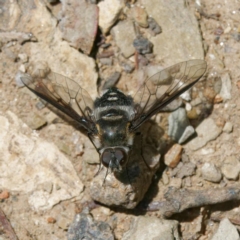 Thraxan sp. (genus) (A bee fly) at Mount Ainslie - 25 Nov 2022 by DPRees125