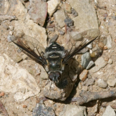 Thraxan sp. (genus) (A bee fly) at Mount Ainslie - 25 Nov 2022 by DPRees125