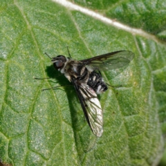 Thraxan sp. (genus) at Ainslie, ACT - 25 Nov 2022 02:14 PM