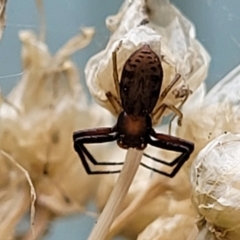 Unidentified Spider (Araneae) at Nambucca Heads, NSW - 27 Nov 2022 by trevorpreston