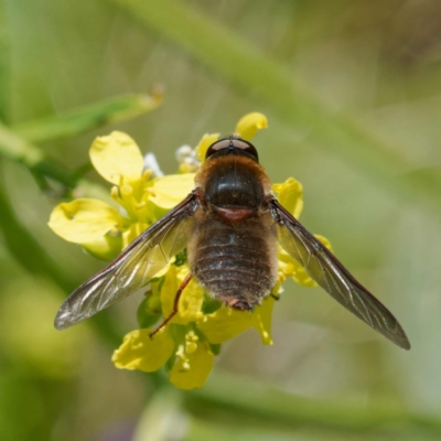 Comptosia sp. (genus) (Unidentified Comptosia bee fly) at Mount Ainslie - 25 Nov 2022 by DPRees125