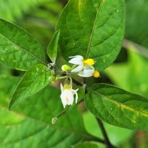 Solanum nigrum at Nambucca Heads, NSW - 27 Nov 2022