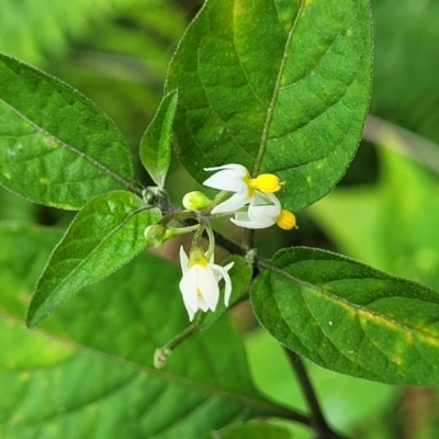 Solanum nigrum (Black Nightshade) at Nambucca Heads, NSW - 27 Nov 2022 by trevorpreston