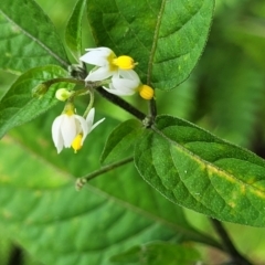 Solanum nigrum at Nambucca Heads, NSW - 27 Nov 2022 11:38 AM