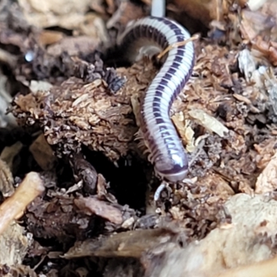 Unverified Millipede (Diplopoda) at Nambucca Heads, NSW - 27 Nov 2022 by trevorpreston