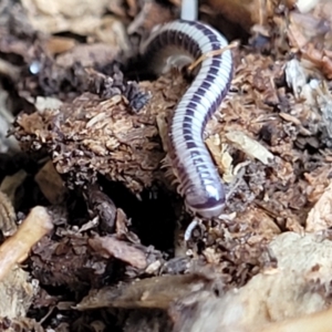 Unidentified Millipede (Diplopoda) (TBC) at suppressed by trevorpreston