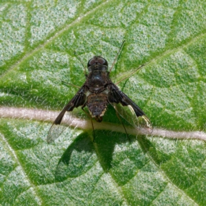 Anthrax dolabratus at Ainslie, ACT - 25 Nov 2022