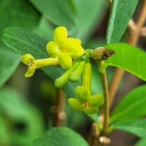 Wikstroemia indica at Nambucca Heads, NSW - 27 Nov 2022 11:30 AM