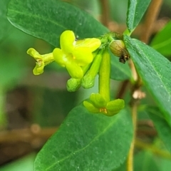 Wikstroemia indica at Nambucca Heads, NSW - 27 Nov 2022 11:30 AM