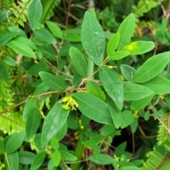 Wikstroemia indica at Nambucca Heads, NSW - 27 Nov 2022 11:30 AM