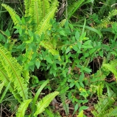 Wikstroemia indica at Nambucca Heads, NSW - 27 Nov 2022