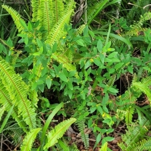 Wikstroemia indica at Nambucca Heads, NSW - 27 Nov 2022 11:30 AM