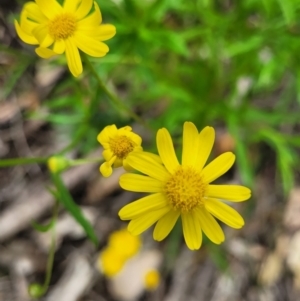 Senecio madagascariensis at Nambucca Heads, NSW - 27 Nov 2022 11:26 AM