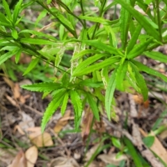 Senecio madagascariensis at Nambucca Heads, NSW - 27 Nov 2022 11:26 AM