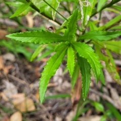 Senecio madagascariensis at Nambucca Heads, NSW - 27 Nov 2022