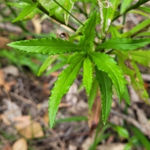 Senecio madagascariensis at Nambucca Heads, NSW - 27 Nov 2022