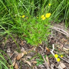 Senecio madagascariensis at Nambucca Heads, NSW - 27 Nov 2022