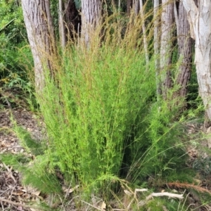 Caustis blakei at Nambucca Heads, NSW - 27 Nov 2022