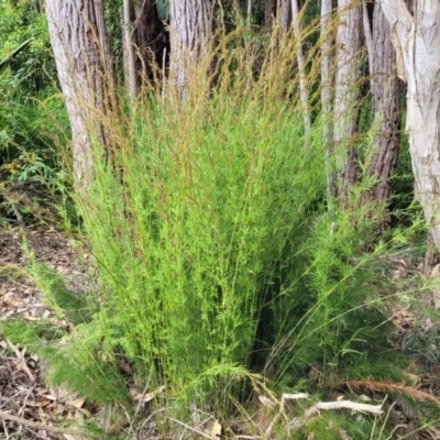 Caustis blakei (Koala Fern) at Nambucca Heads, NSW - 27 Nov 2022 by trevorpreston