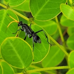 Unidentified Spider wasp (Pompilidae) (TBC) at suppressed by trevorpreston