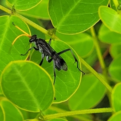 Unidentified Spider wasp (Pompilidae) at Nambucca Heads, NSW - 27 Nov 2022 by trevorpreston