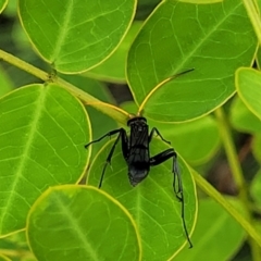 Pepsinae (Subfamily) at suppressed - 27 Nov 2022 11:22 AM