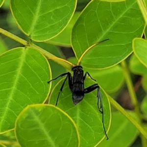 Pepsinae (Subfamily) at suppressed - suppressed