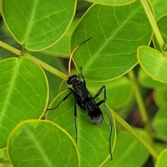 Pepsinae (Subfamily) at suppressed - 27 Nov 2022 11:22 AM