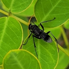 Pepsinae (Subfamily) at suppressed - 27 Nov 2022 11:22 AM