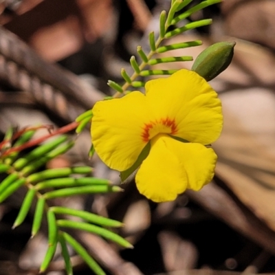 Gompholobium pinnatum (Pinnate Wedge-Pea) at Nambucca Heads, NSW - 25 Nov 2022 by trevorpreston