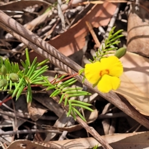 Gompholobium pinnatum at Nambucca Heads, NSW - 26 Nov 2022