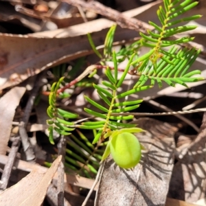 Gompholobium pinnatum at Nambucca Heads, NSW - 26 Nov 2022 10:33 AM