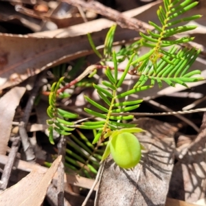 Gompholobium pinnatum at Nambucca Heads, NSW - 26 Nov 2022